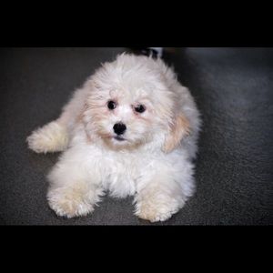 Meet your Posher, Bryce